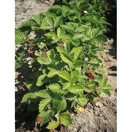 Fresa RÃ¼gen - semillas no tratadas