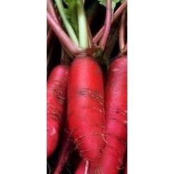 semillas de rabanito dÃ¡til rojo