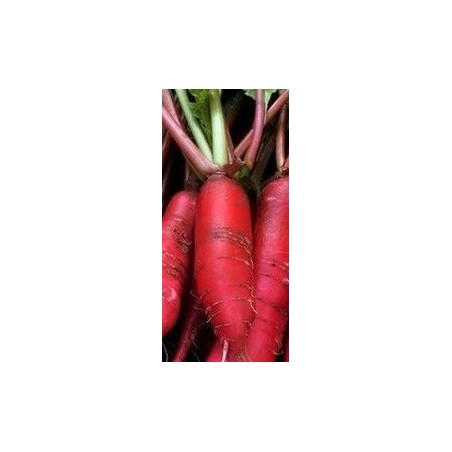 semillas de rabanito dÃ¡til rojo