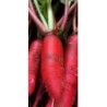 semillas de rabanito dÃ¡til rojo