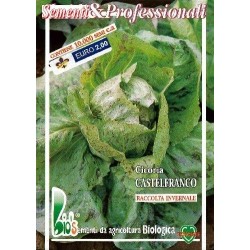 achicoria de Castelfranco semillas ecolÃ³gicas