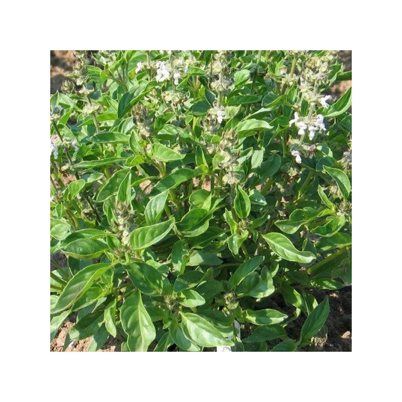 albahaca lima  (semillas no tratadas)