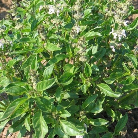 albahaca lima  (semillas no tratadas)