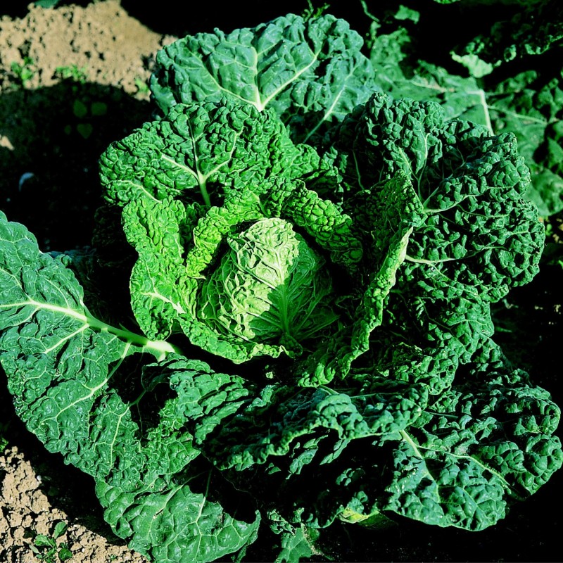 Col Milanesa Vorbote 3 - semillas no tratadas