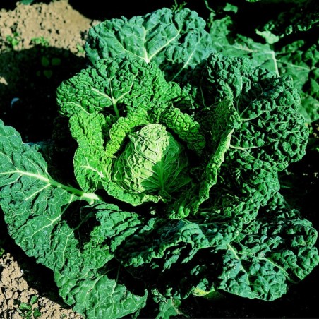 Col Milanesa Vorbote 3 - semillas no tratadas