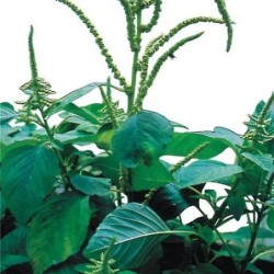 amaranto white leaf (Amaranthus mangostanus Â´White LeafÂ´) semillas ecologicas