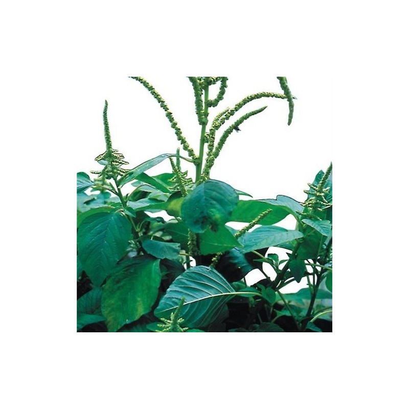 amaranto white leaf (Amaranthus mangostanus Â´White LeafÂ´) semillas ecologicas