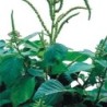 amaranto white leaf (Amaranthus mangostanus Â´White LeafÂ´) semillas ecologicas