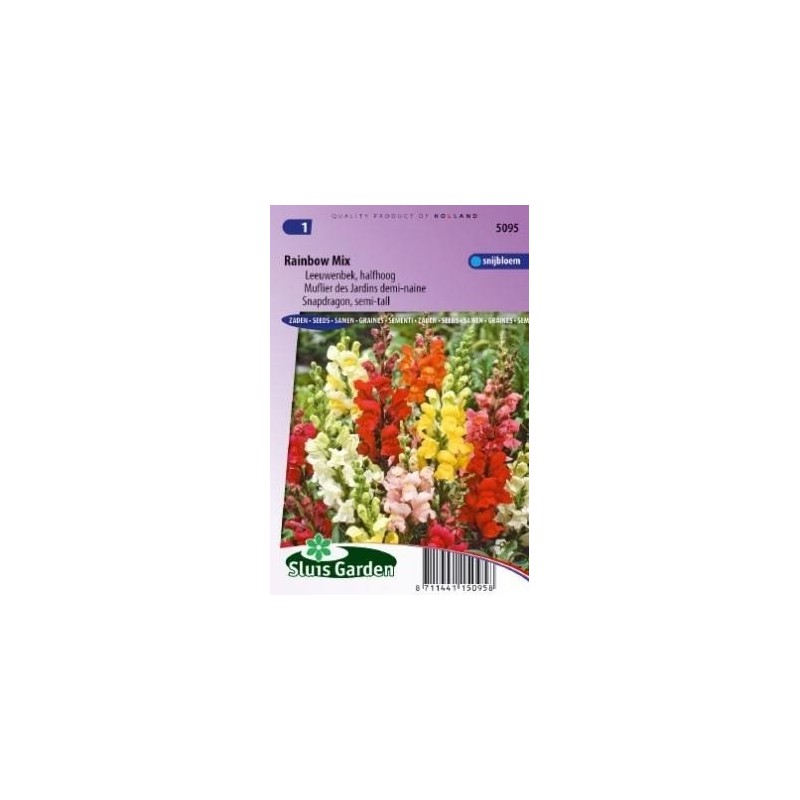 boca de dragÃ³n (Antirrhinum majus nanum)