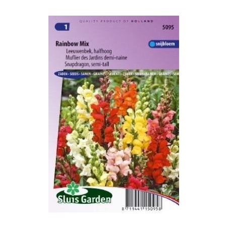 boca de dragÃ³n (Antirrhinum majus nanum)