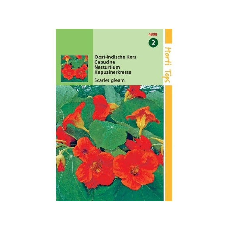 capuchina scarlet gleam (Tropaeolum majus nanum)