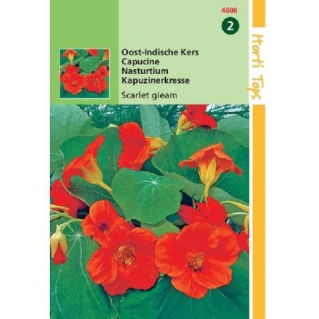 capuchina scarlet gleam (Tropaeolum majus nanum)