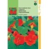 capuchina scarlet gleam (Tropaeolum majus nanum)