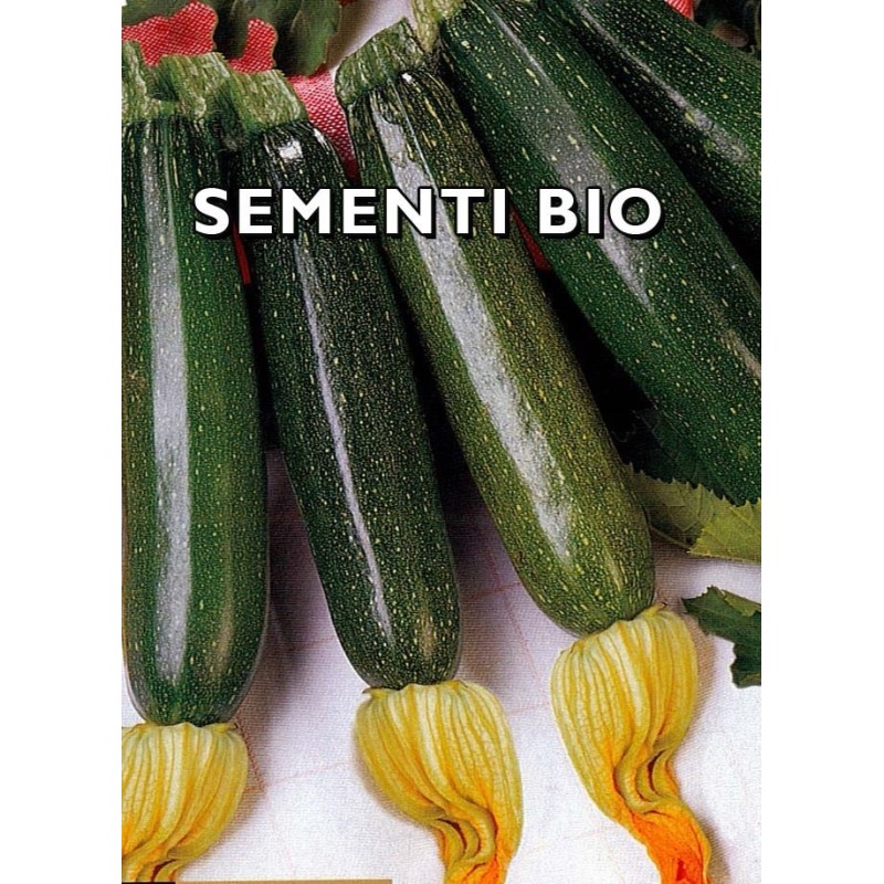 calabacin president F1 (semillas ecolÃ³gicas)