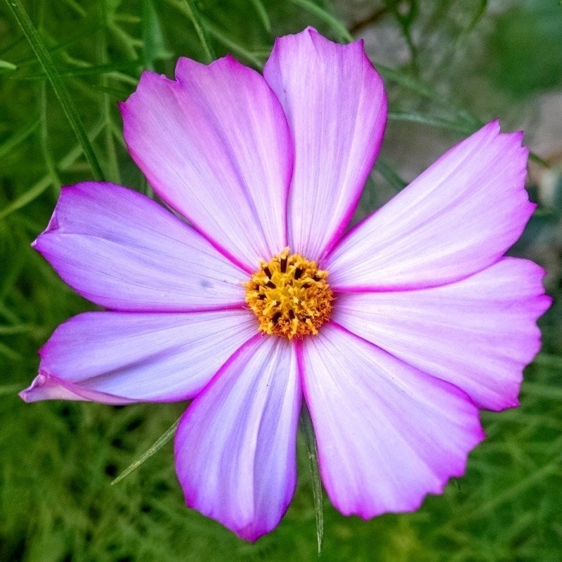 cosmos Daydream (semillas no tratadas)