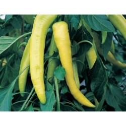 Pimiento dulce amarillo sweet banana - semillas no tratadas