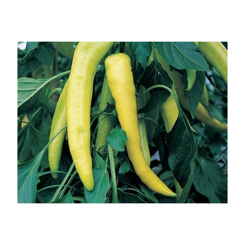 Pimiento dulce amarillo sweet banana - semillas no tratadas