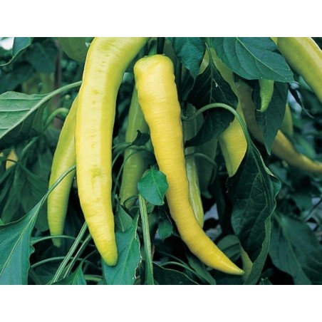 Pimiento dulce amarillo sweet banana - semillas no tratadas