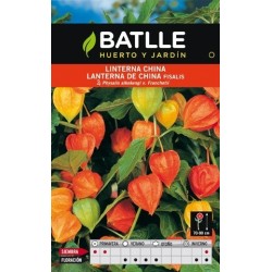 Linterna china (physalis alkekengi v. franchetii)