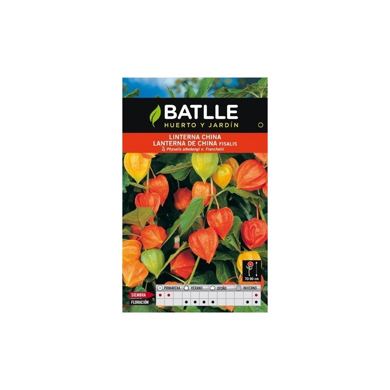Linterna china (physalis alkekengi v. franchetii)