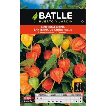 Linterna china (physalis alkekengi v. franchetii)