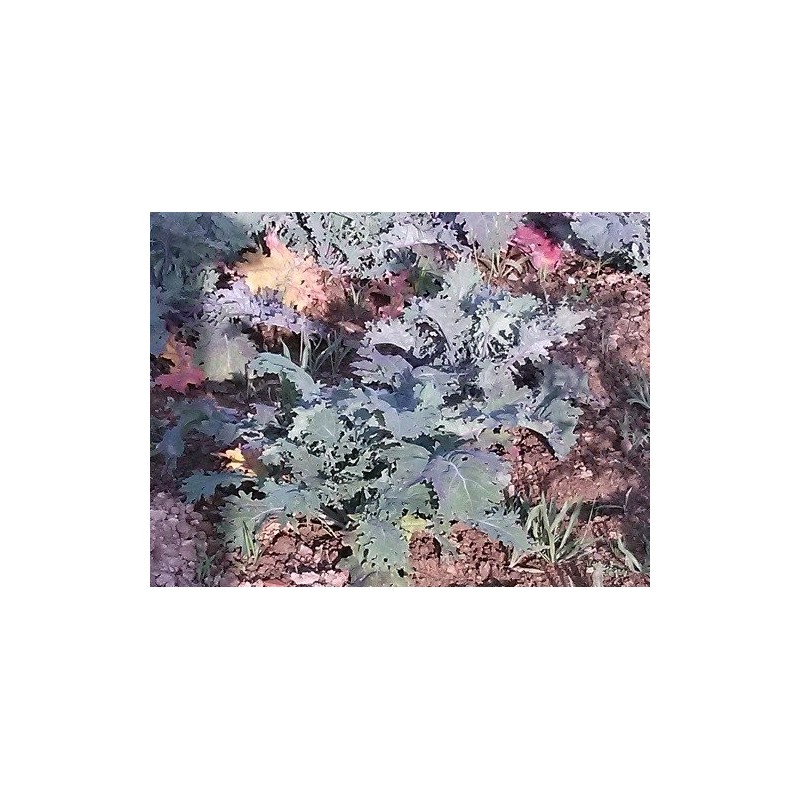 Kale Red Russian (semillas ecolÃ³gicas)