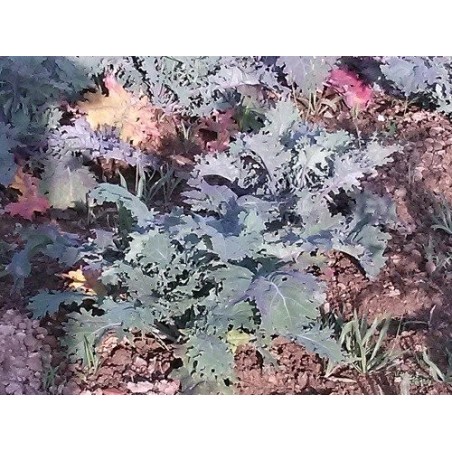 Kale Red Russian (semillas ecolÃ³gicas)