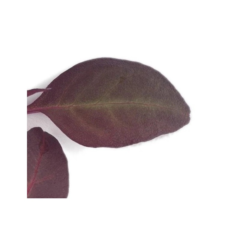 amaranto rojo azteca - semillas no tratadas