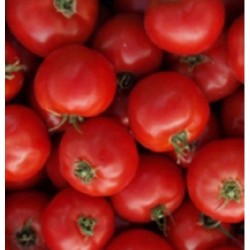 Tomate San Pierre - semillas sin tratamiento