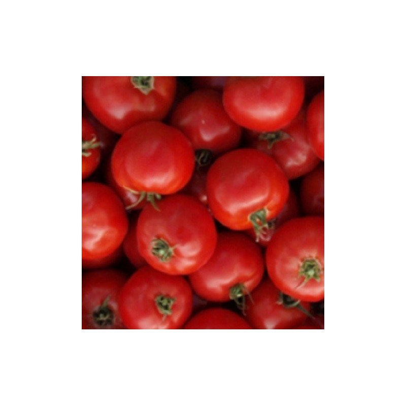 Tomate San Pierre - semillas sin tratamiento