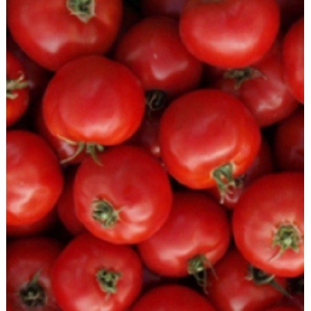Tomate San Pierre - semillas sin tratamiento