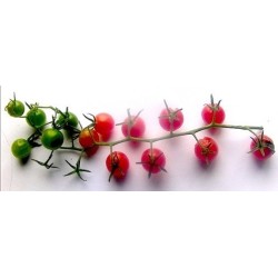 tomate salvaje argentino (semillas ecologicas)