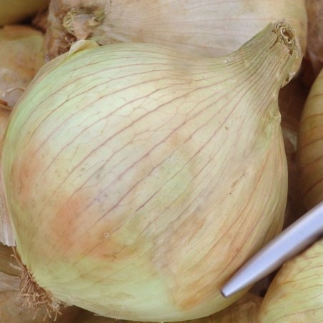 Cebolla Globo