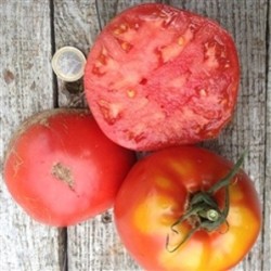 tomate amish paste - semillas ecolÃ³gicas