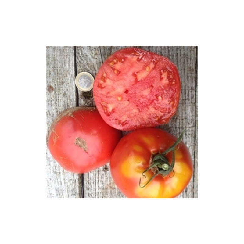 tomate amish paste - semillas ecolÃ³gicas