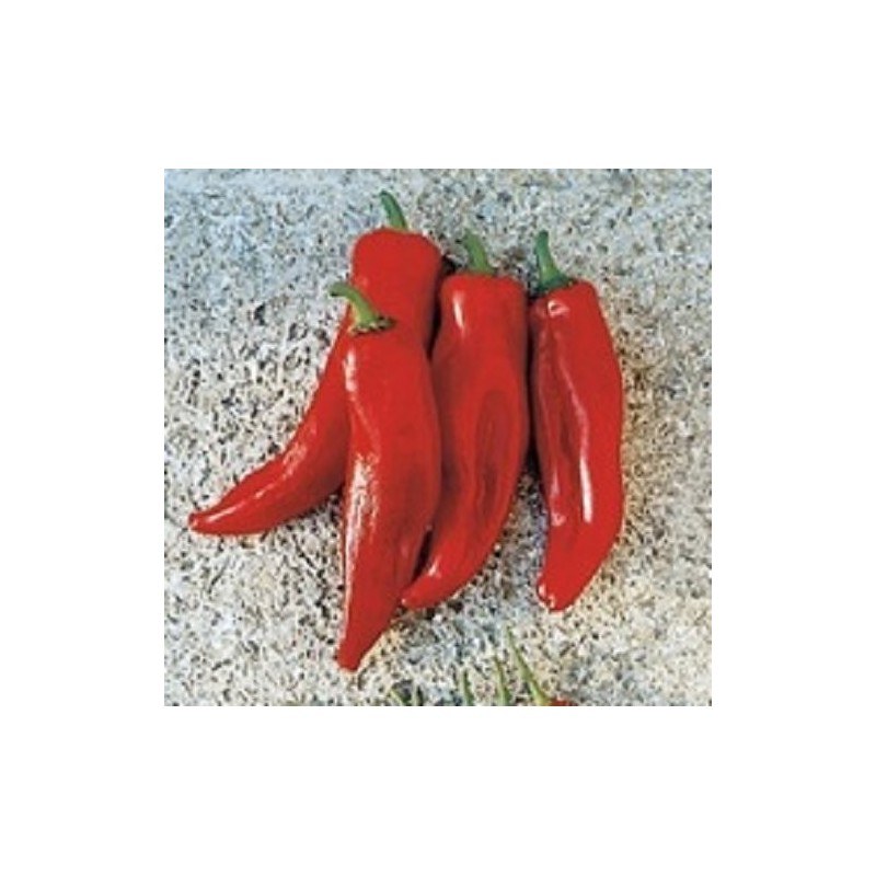 pimiento rojo cuerno de toro (semillas no tratadas)