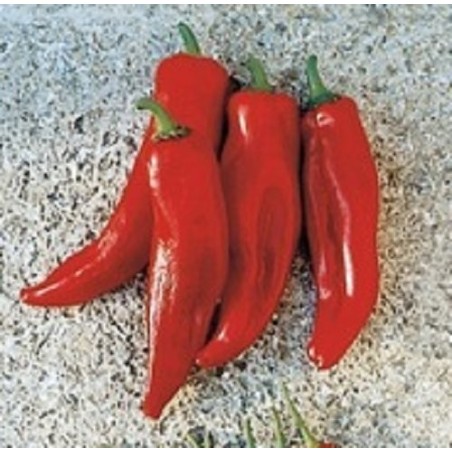 pimiento rojo cuerno de toro (semillas no tratadas)