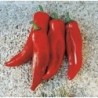 pimiento rojo cuerno de toro (semillas no tratadas)