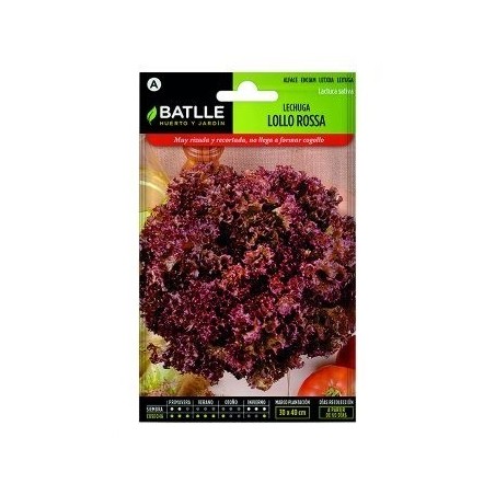 lechuga lollo rossa - semillas batlle