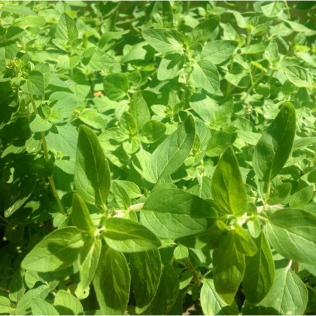 Oregano Comun (Semillas EcolÃ³gicas)
