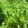 Oregano Comun (Semillas EcolÃ³gicas)