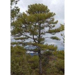 pino negral (pinus nigra)