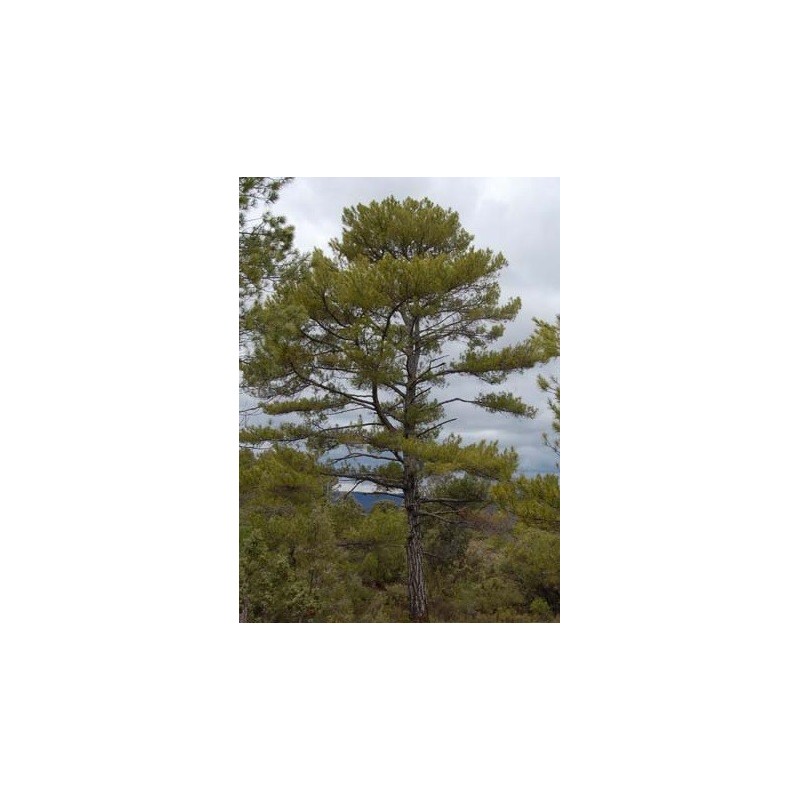 pino negral (pinus nigra)