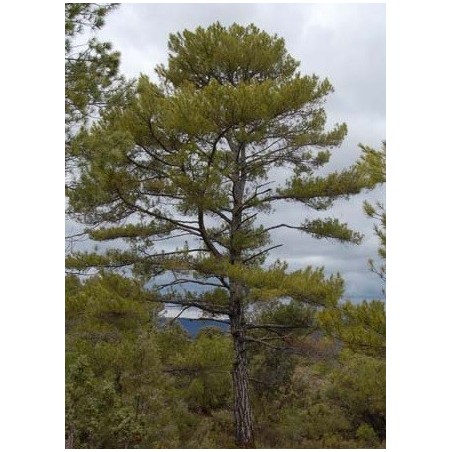 pino negral (pinus nigra)