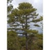 pino negral (pinus nigra)