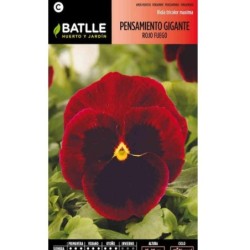 pensamiento gigante rojo fuego