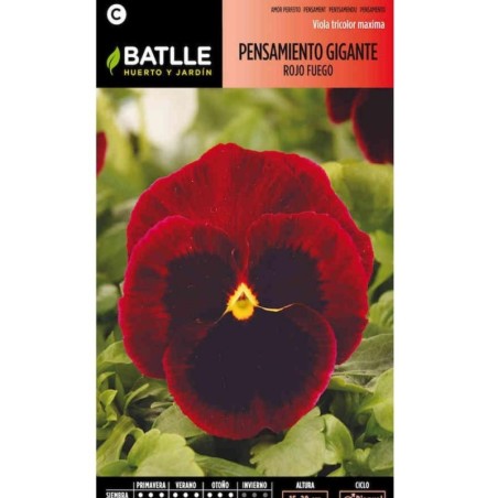 pensamiento gigante rojo fuego