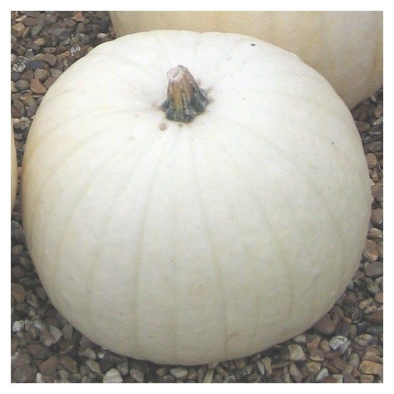 Calabaza Gigante Snowman