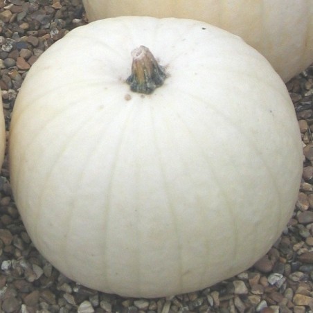 Calabaza Gigante Snowman