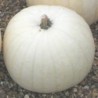 Calabaza Gigante Snowman